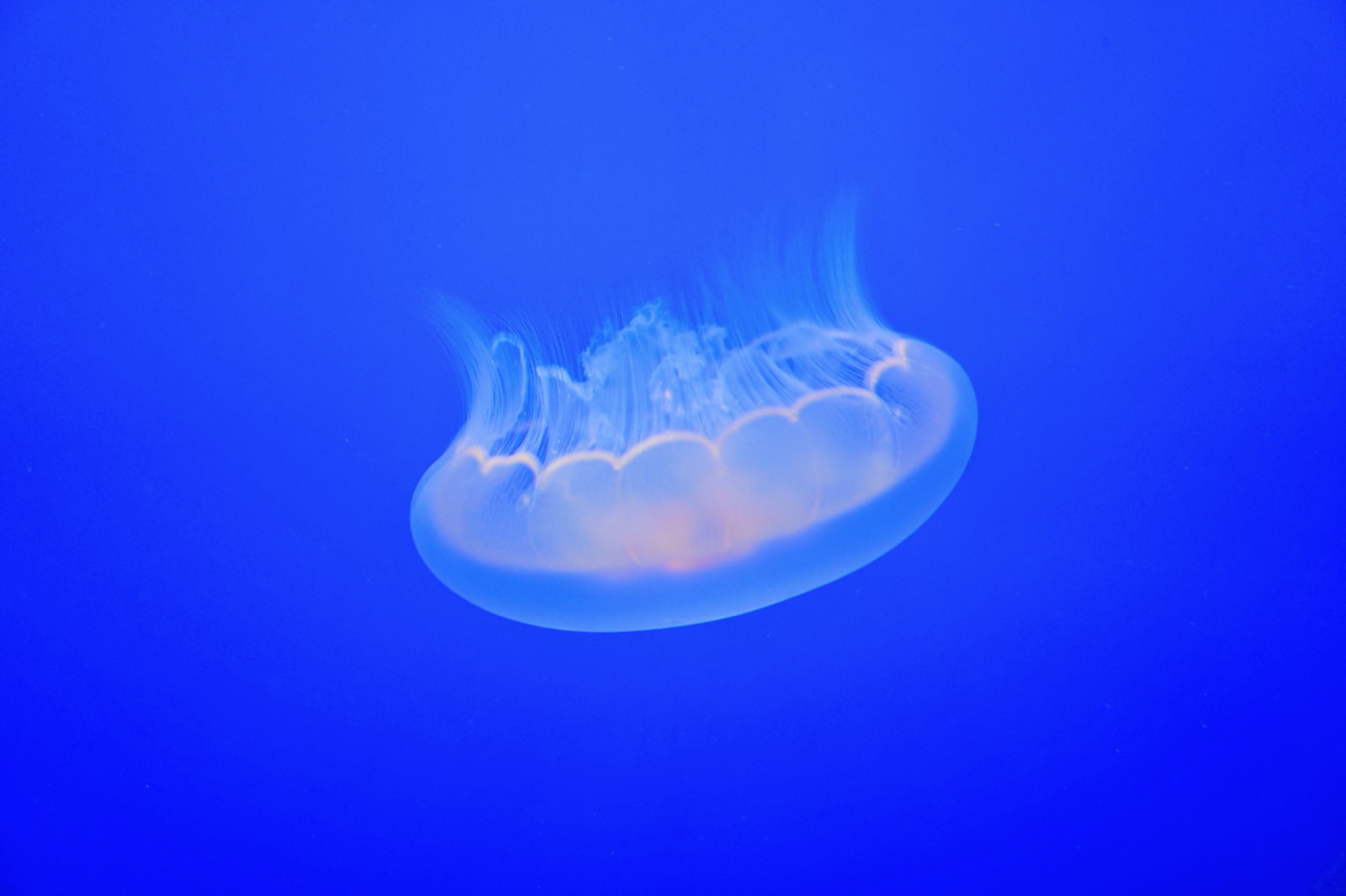 Monterey Bay Aquarium